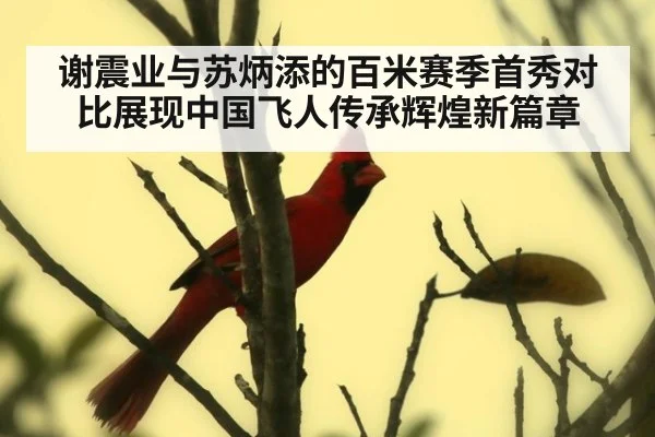 谢震业与苏炳添的百米赛季首秀对比展现中国飞人传承辉煌新篇章